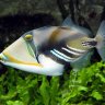 Picasso the Triggerfish