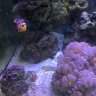 Cl0wnfish