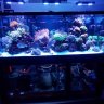 210 Reef Tank