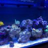 ReefBud508