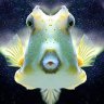 Reeftown5