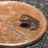Coqui906