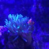 King of coral