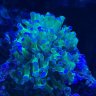 Reeferburns