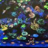 Coral Pimp