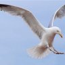 seagull18