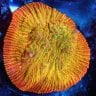 Lee's Fragtacular Corals