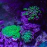 Fishy Fins