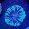 Azure Scolymia