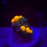 MandoReefs