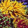 Stellar Aquatics
