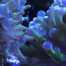 Cencalreefer56