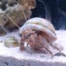 TheStripedHermit
