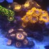 KarlsReef