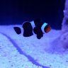 scubaReef002