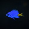 bbetta