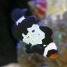 OCFishGuy