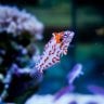 Andrews_aquarium