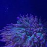 coral reefer98