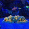 miasreeftank