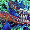 fish_no_chips