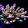 Blue Corals