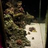 Piscean_Introvert