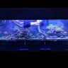 Mahi-reef
