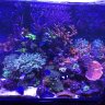BuddhaReef