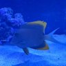 trembsreef