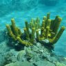 ReefingCanuk