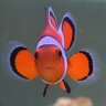 Emma_fish