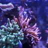 CrabsHaveClaws