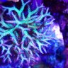coralcity