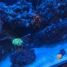 Mom&DaughterReef