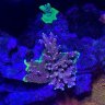 Adept Corals