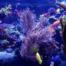 coralcollecter06