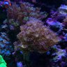 hokiereef