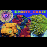 polyp_craze