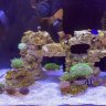 DIAZ REEF