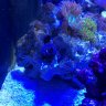 reef4now