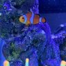 Remos reefs