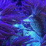 Kealoha Reef