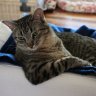 MaxtheCat