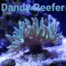 Dandy Reefer
