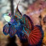 Fishpro7897