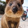 Quokka