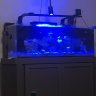 fishfoo