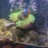 Badgerreef