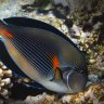 Elson26